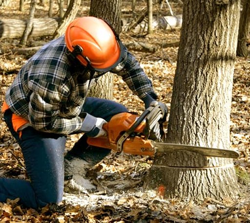 Tree Removal in Ithaca, MI